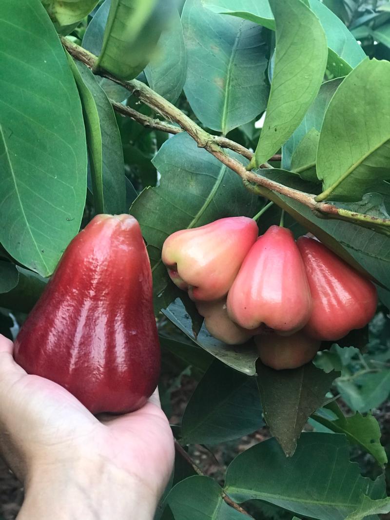 海南嘉宝果采摘出售