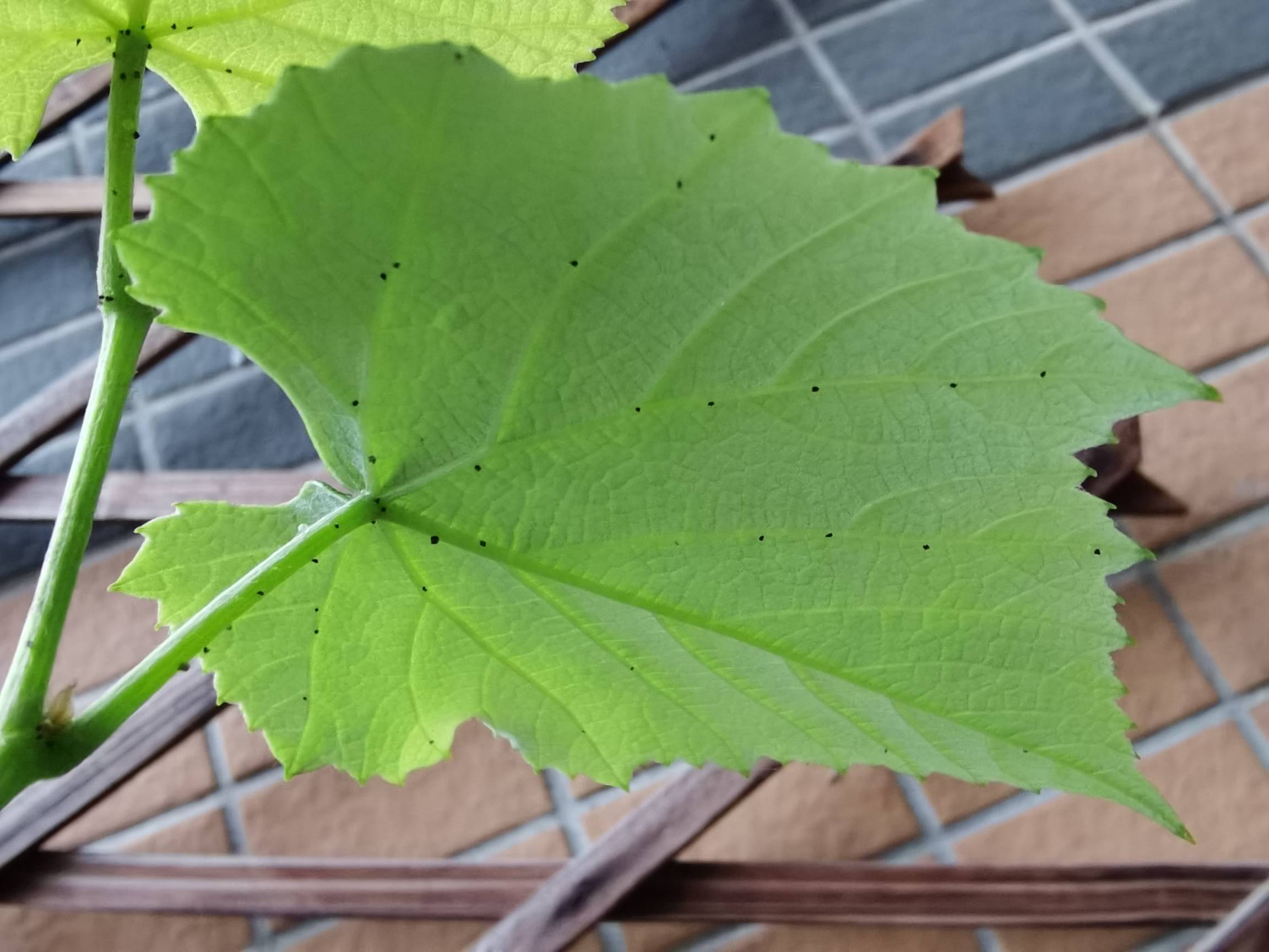 請問大家這葉子背面一點點的是什麼東西