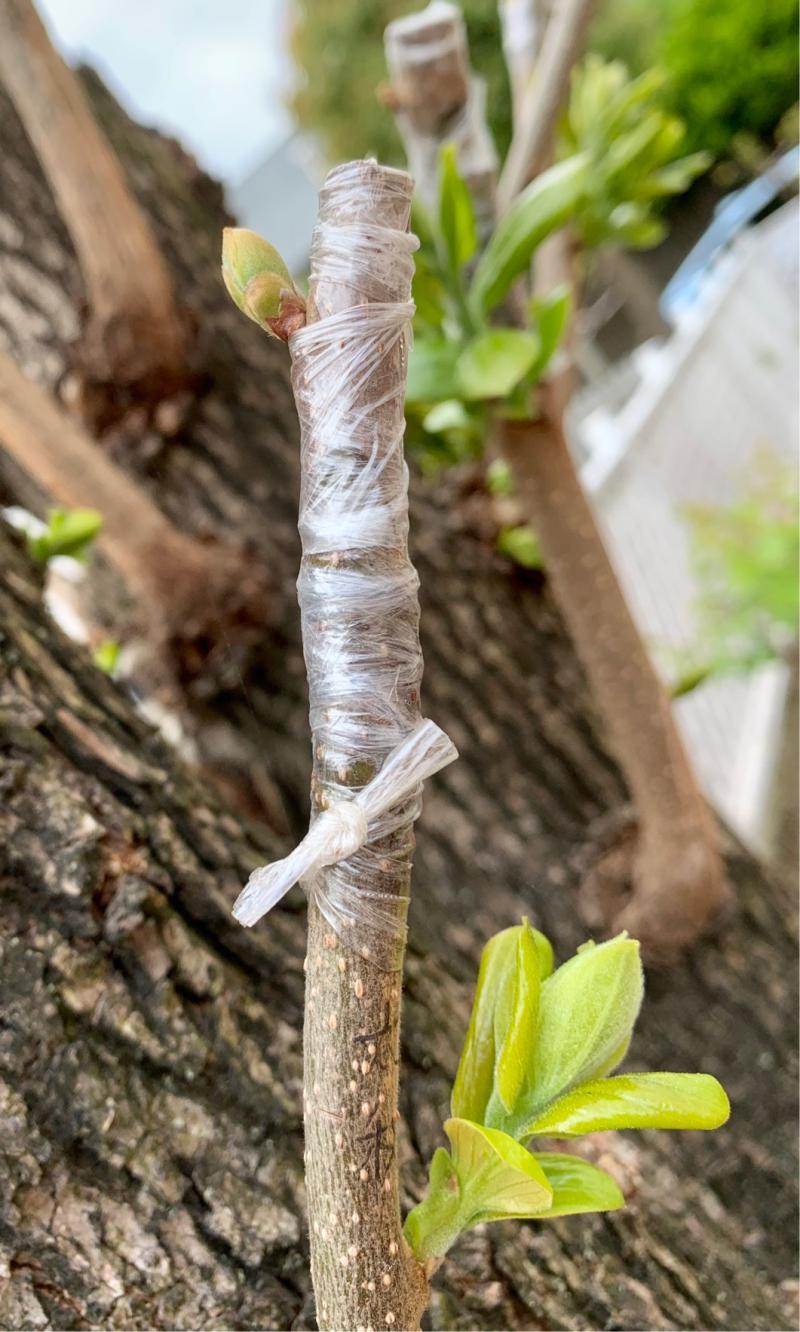 老柿树上嫁接的太秋开始发芽了,但是嫁接的阳丰还是不见动静,正常吗?