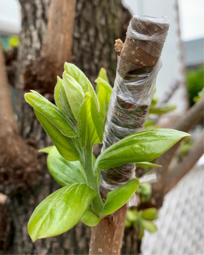 老柿树上嫁接的太秋开始发芽了,但是嫁接的阳丰还是不见动静,正常吗?