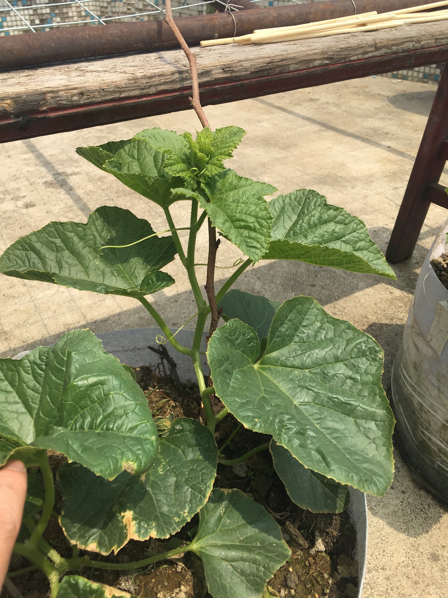 【原创】羊角蜜甜瓜