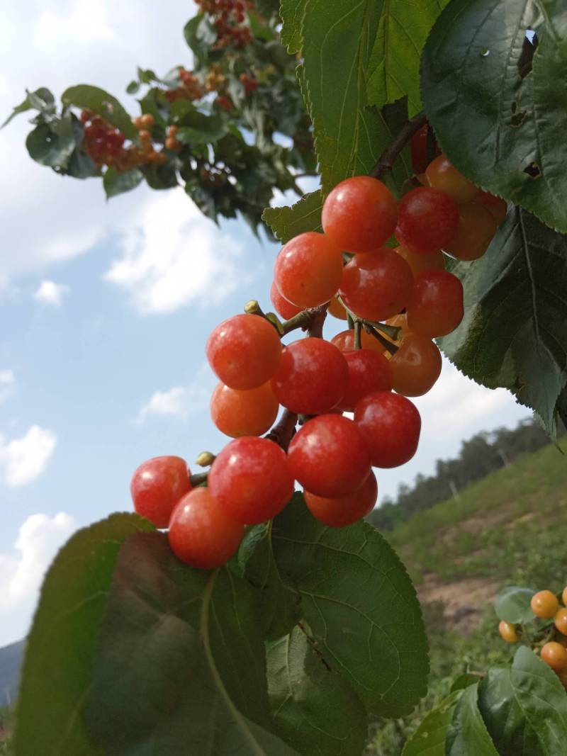 云南露天小樱桃