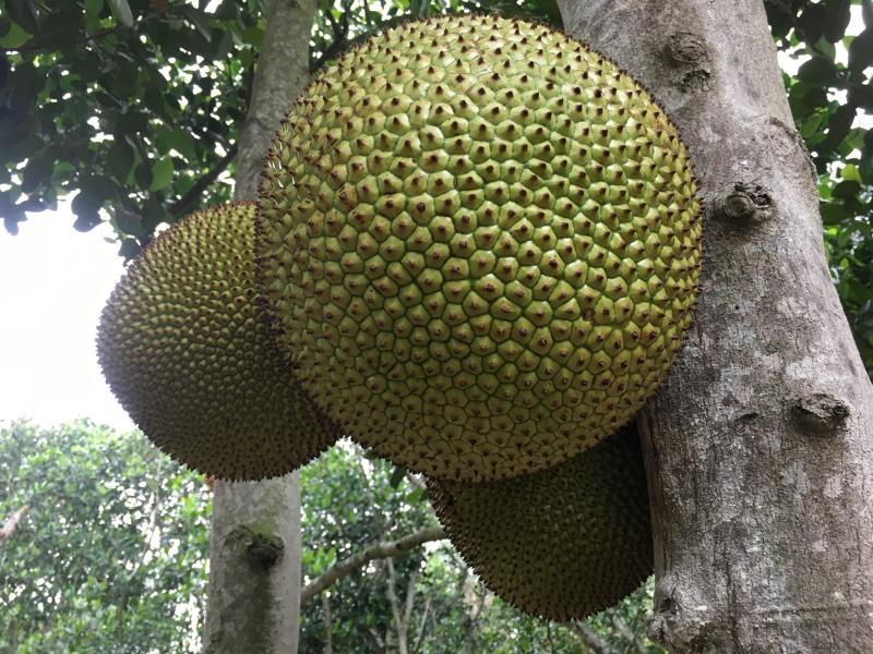 早水珍珠菠萝蜜