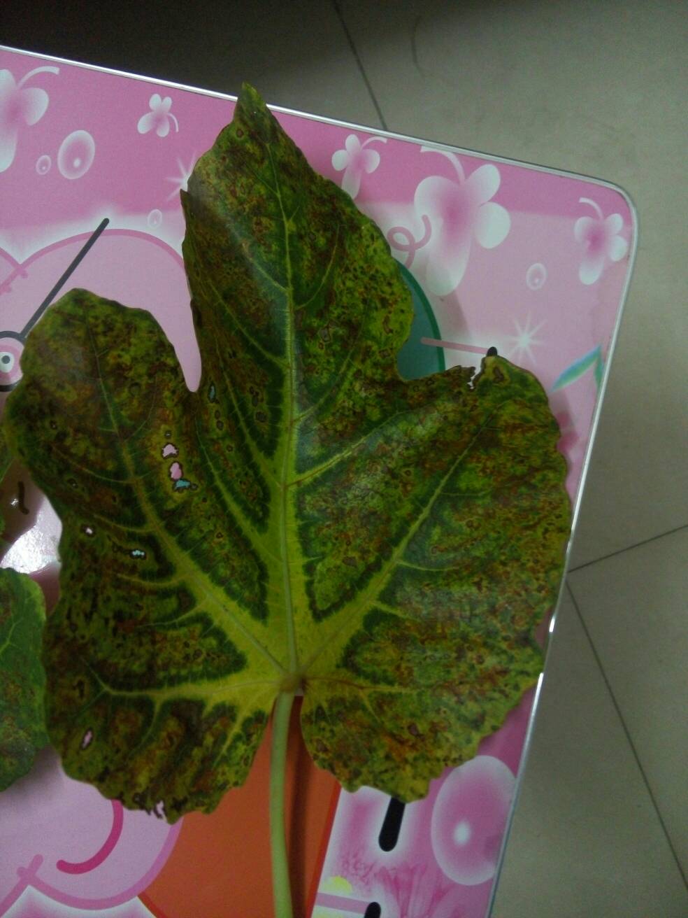 请问大神无花果什么病害.