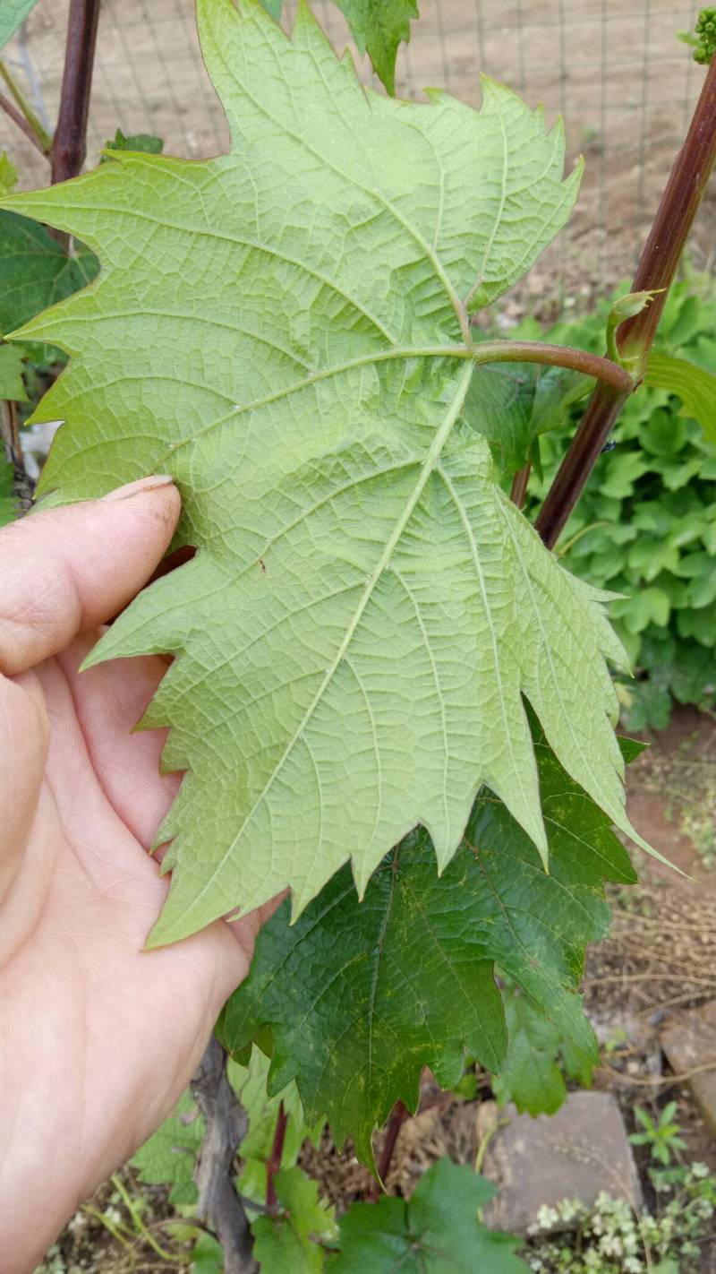 老师们看一下,这个是葡萄砧木吗?