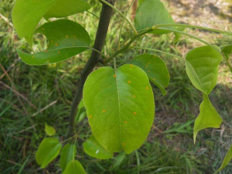 请问,梨树叶子上的斑点是什么病?