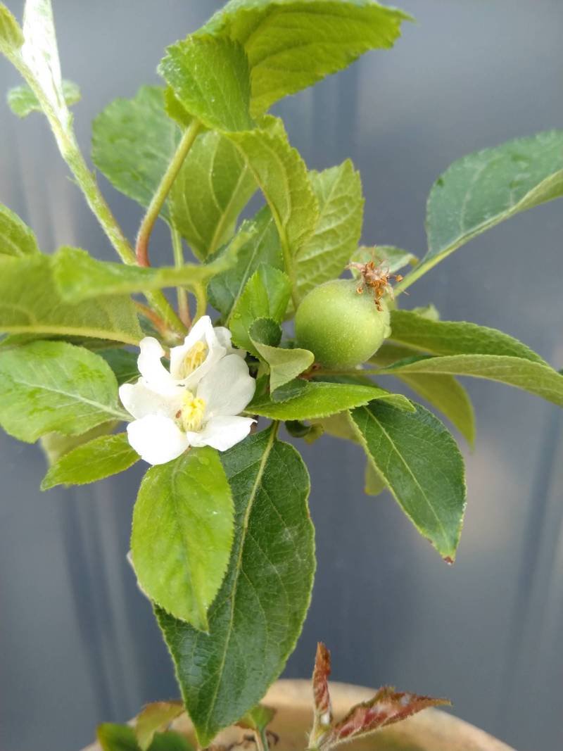 盆栽小苹果