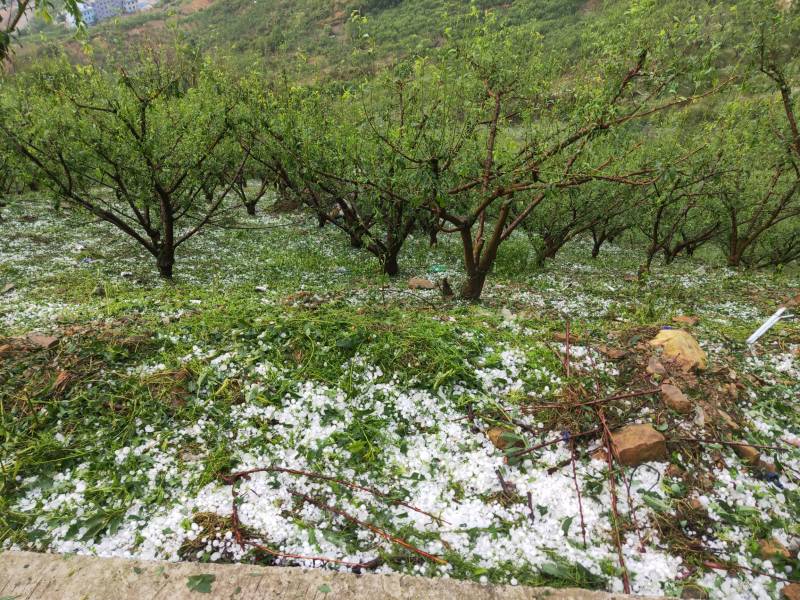 做人难!农人更难! - 地主论坛 - 水果邦农人之家论坛