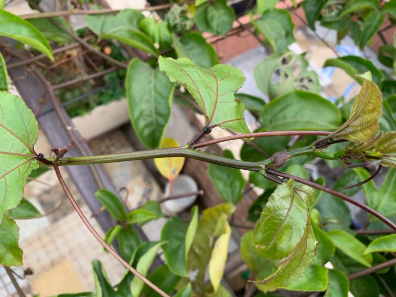 春天黄金百香果开花是不是比较晚