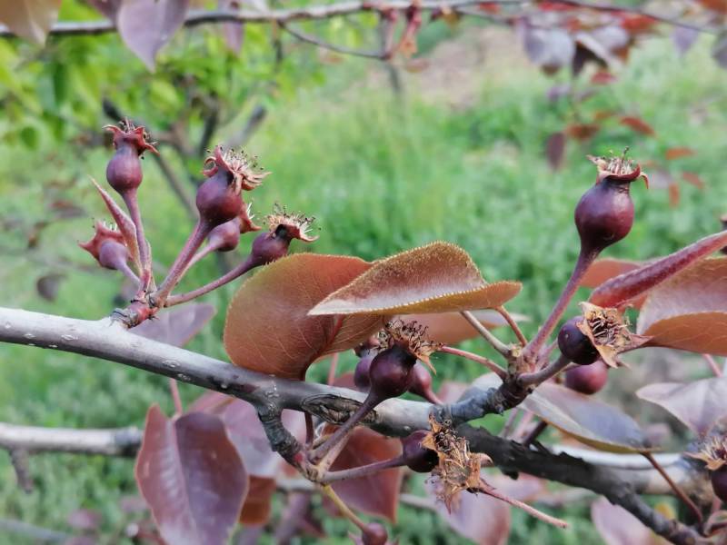 全红梨梨园结果状
