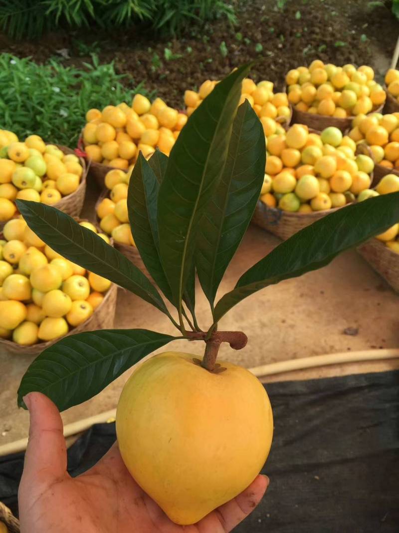 台湾仙桃蛋黄果