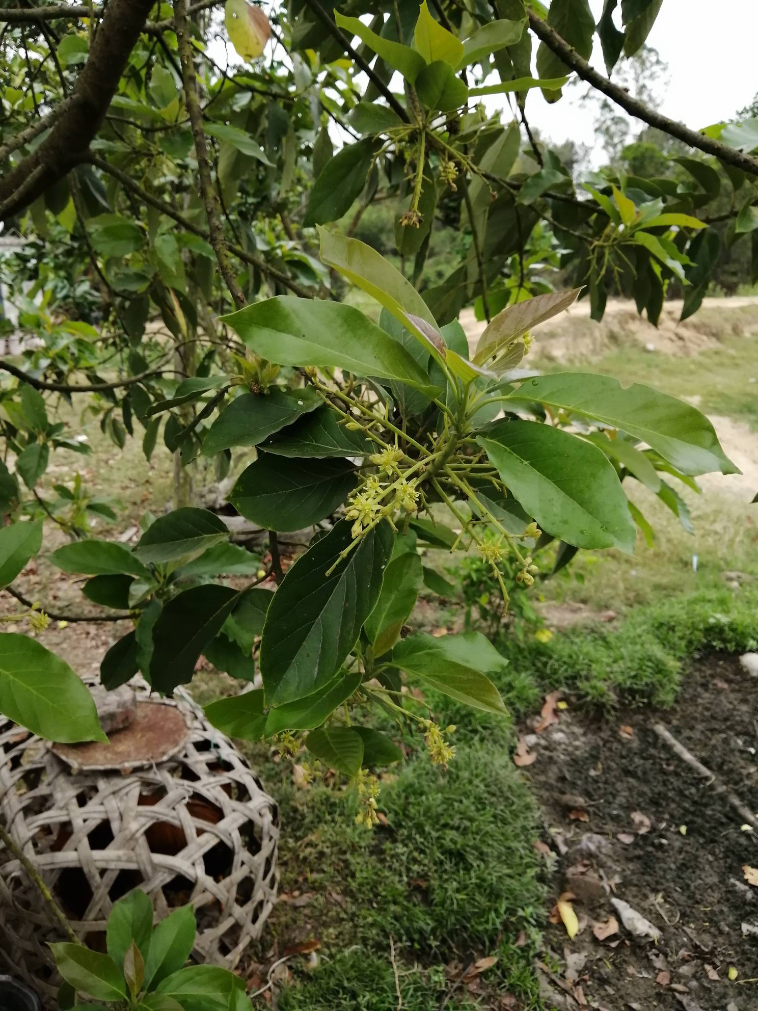 牛油果结果了