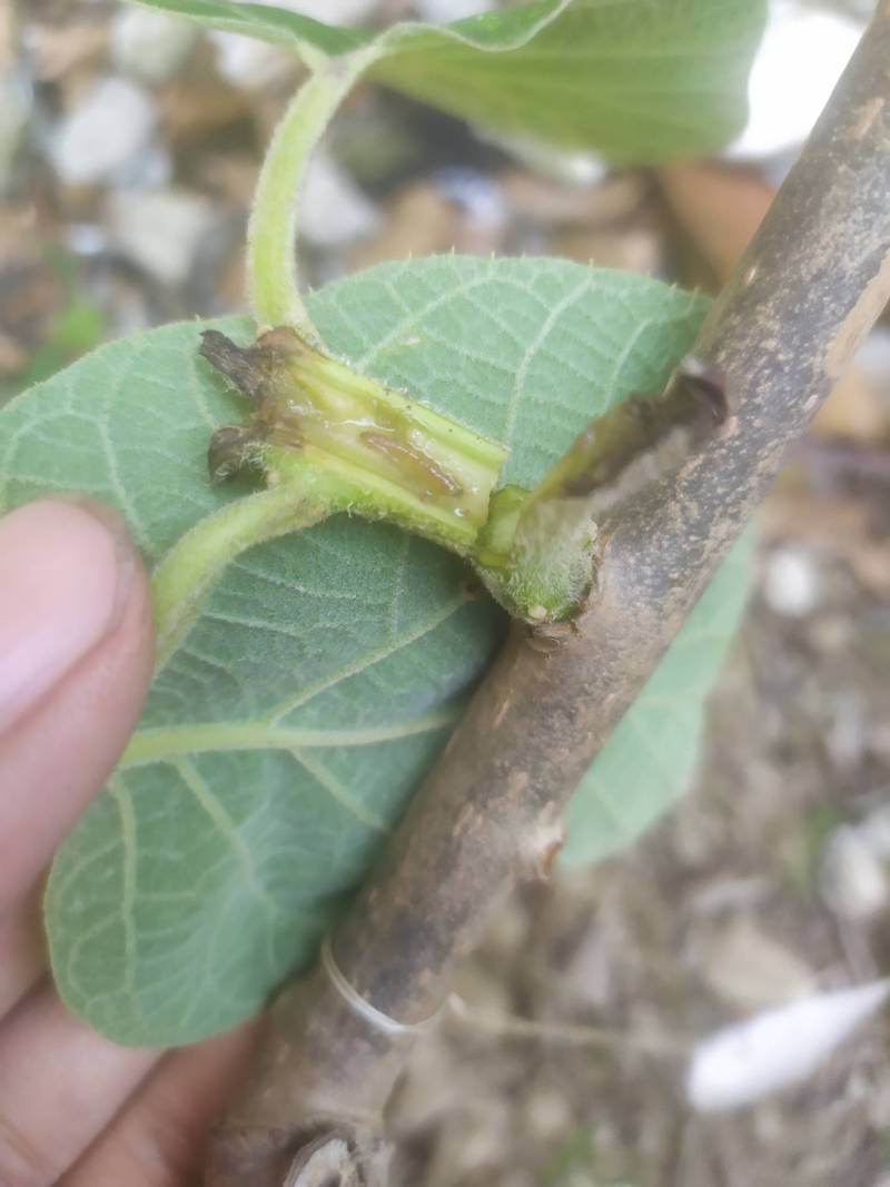 69 ≡北方果树区≡ 69 猕猴桃论坛 69 很生气 猕猴桃都有钻心虫