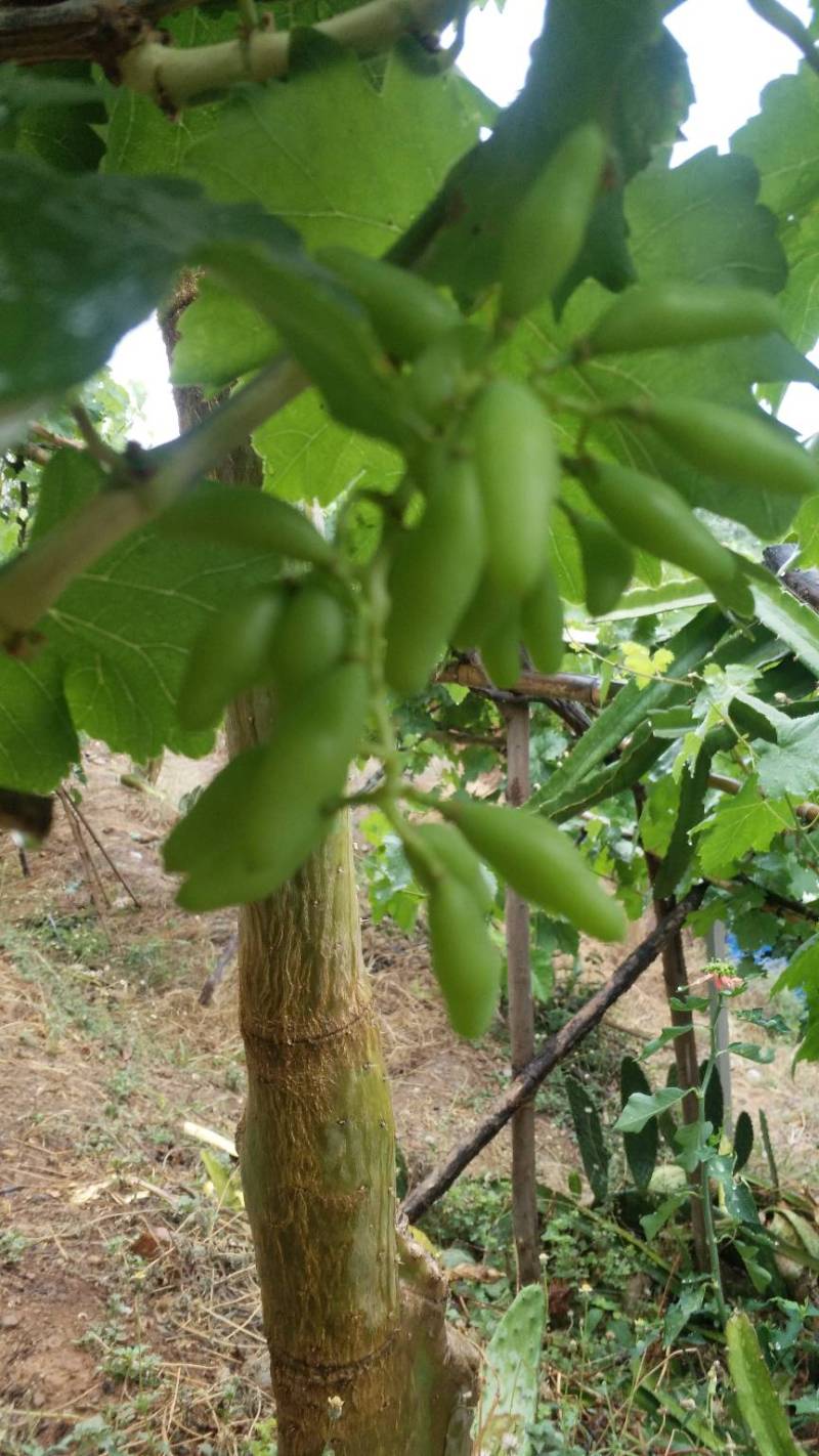 玲珑指三年终见果 - 葡萄论坛 - 水果邦农人之家论坛