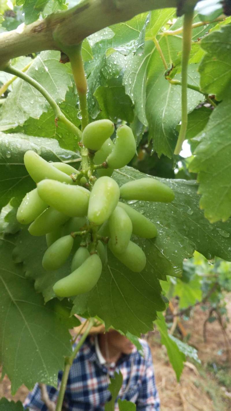 玲珑指三年终见果 - 葡萄论坛 - 水果邦农人之家论坛