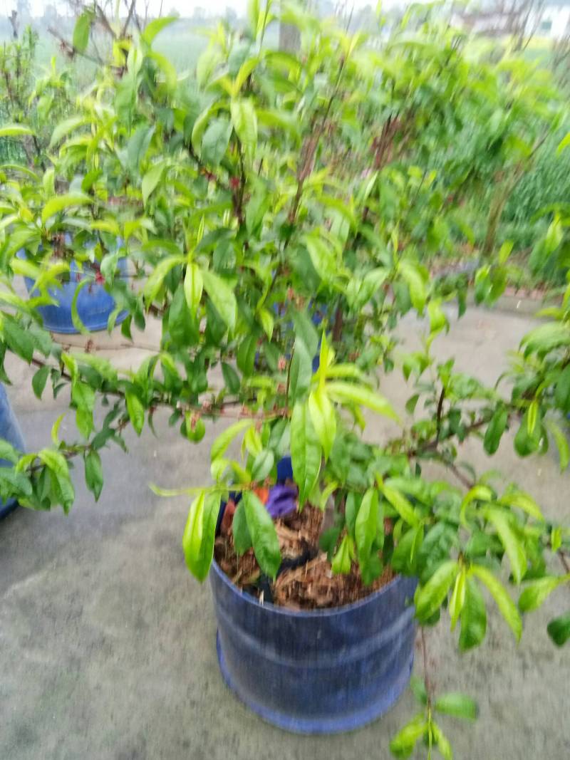 给盆栽桃树减负