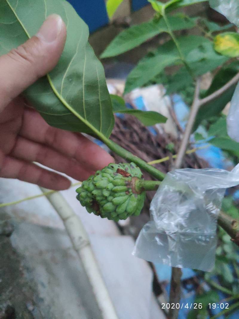 释迦炭疽病怎么样治理 - 番荔枝(释迦) - 水果邦农人之家