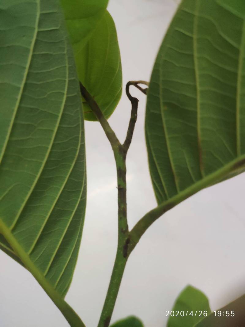 释迦炭疽病怎么样治理 - 番荔枝(释迦) - 水果邦农人之家