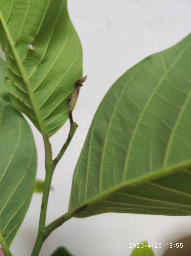 释迦炭疽病怎么样治理 - 番荔枝(释迦) - 水果邦农人之家