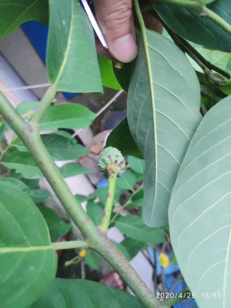 释迦炭疽病怎么样治理 - 番荔枝(释迦) - 水果邦农人之家