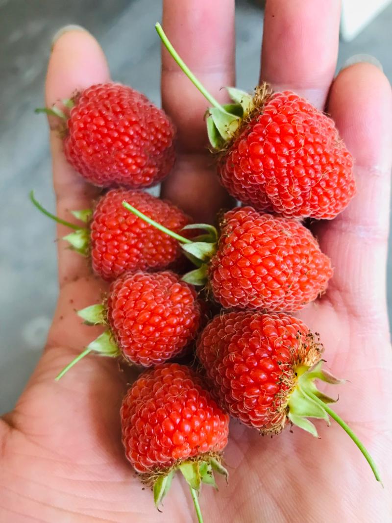 浙江本土药用,水果掌叶覆盆子苗 树莓苗 野草莓小苗红树莓绿植水果掌