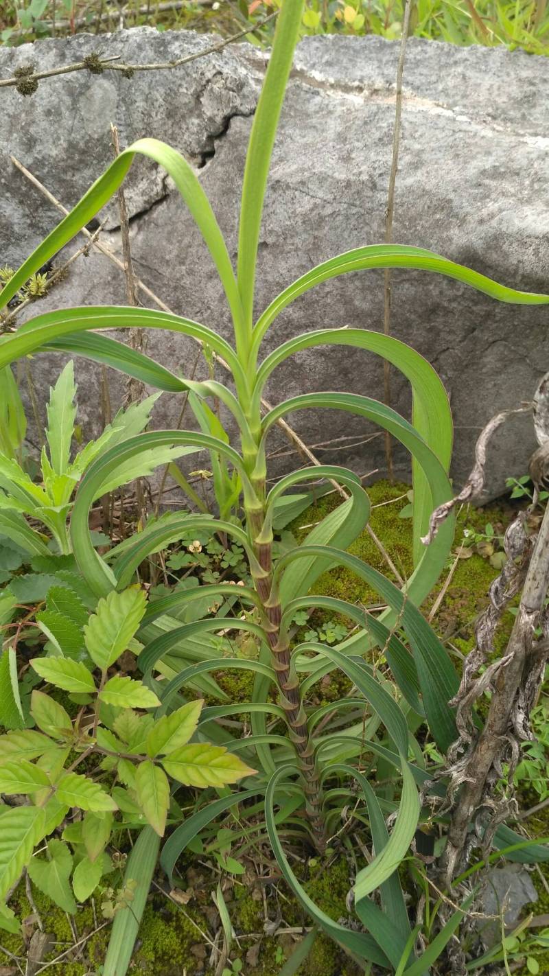 这是什么柴胡?第一次见到.坐标湖南永州.