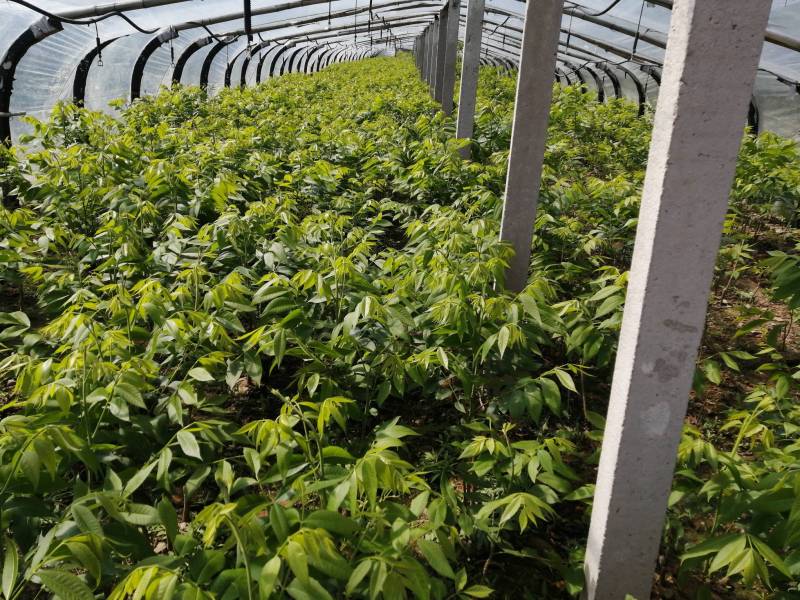 2020年基地碧根果树,嫁接苗生长状!