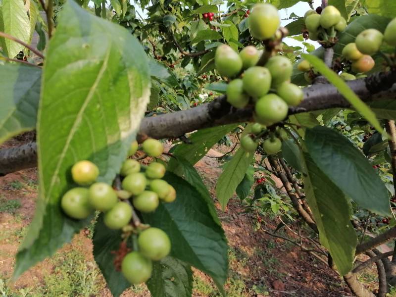 论坛 69 ≡北方果树区≡ 69 樱桃论坛 69 成长中的南方车厘子!