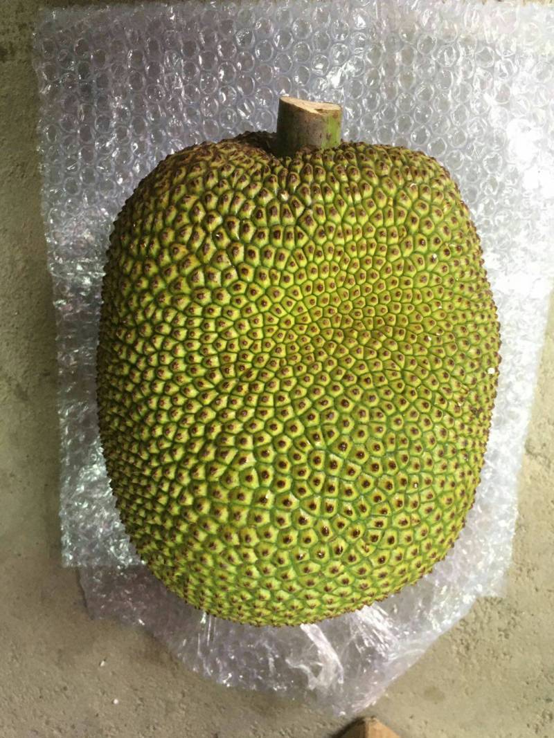 早水珍珠菠萝蜜和常有无胶试食