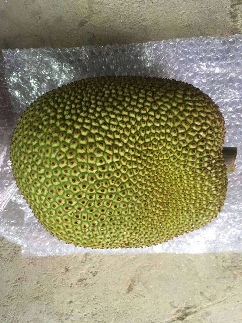 早水珍珠菠萝蜜和常有无胶试食