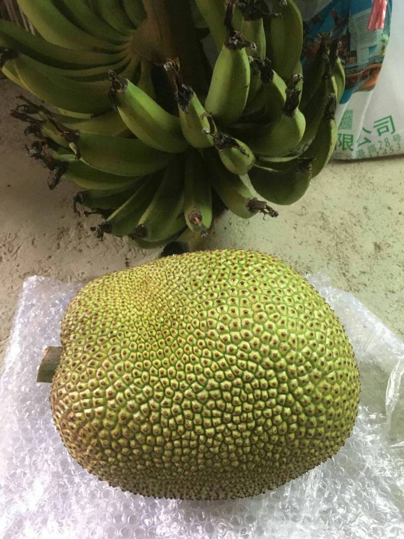 早水珍珠菠萝蜜和常有无胶试食