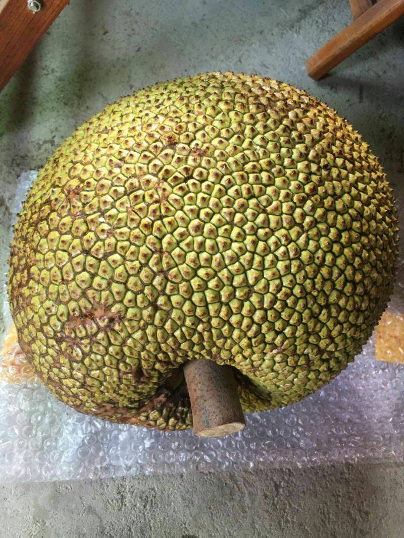 早水珍珠菠萝蜜和常有无胶试食