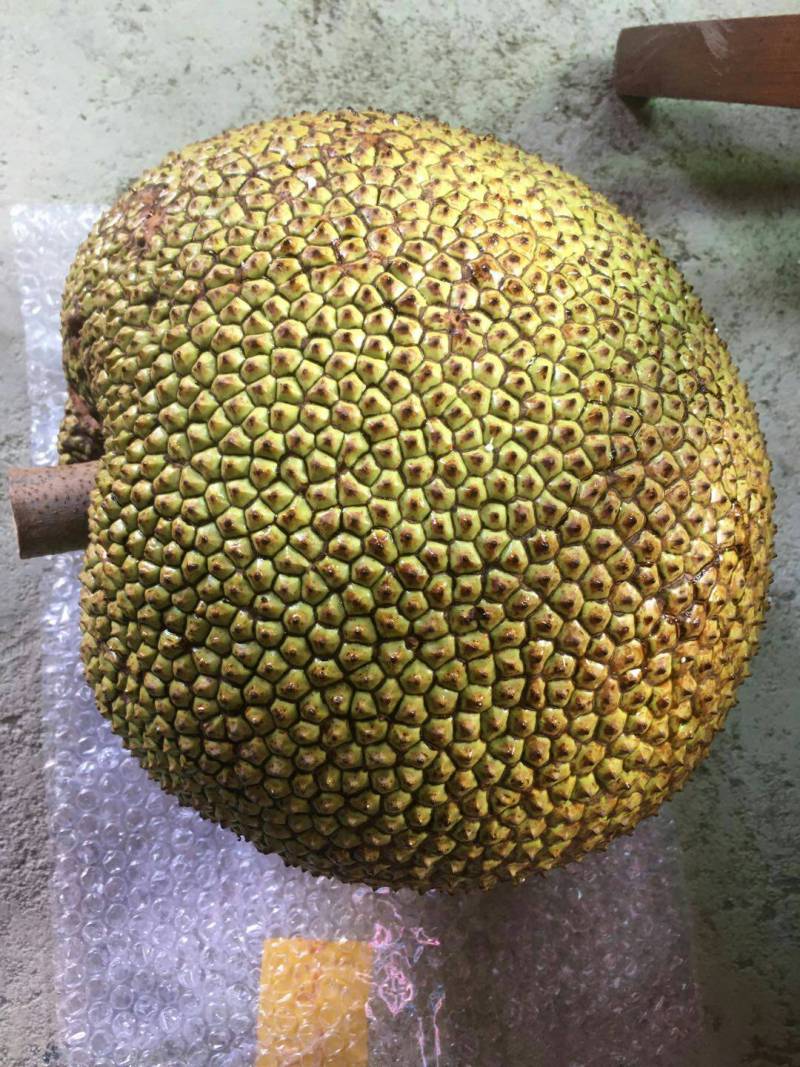 早水珍珠菠萝蜜和常有无胶试食