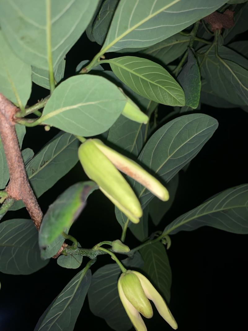 这花今晚还不开 - 番荔枝(释迦) - 水果邦农人之家论坛