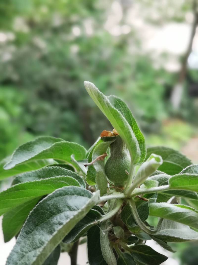 盆栽藤木一号有一个果实了