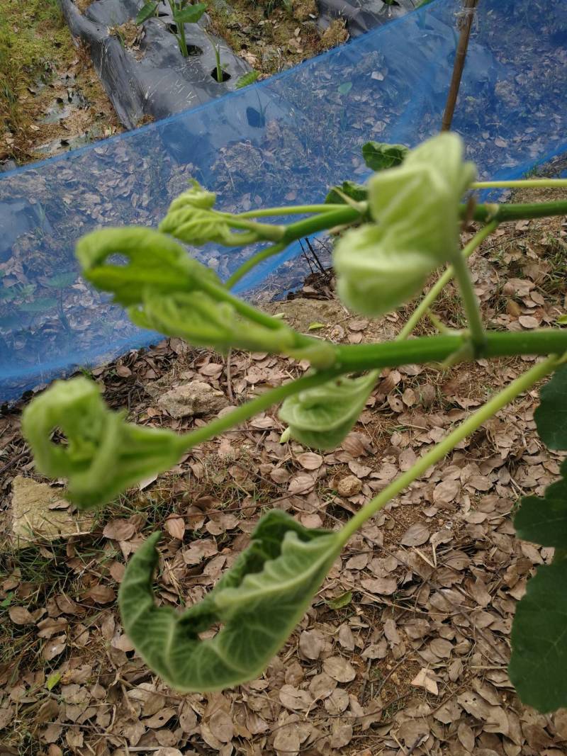 新长出来的叶子卷起来了,这是生了什么病,如何治?