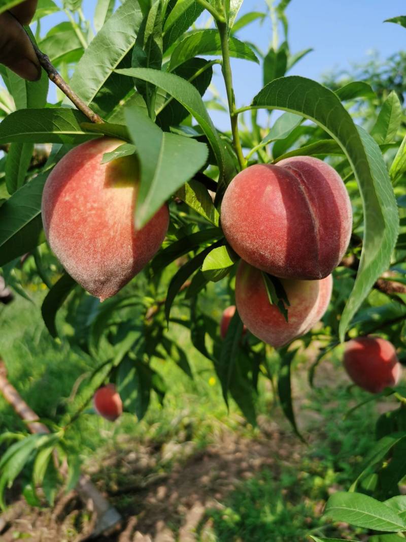 最早熟的春蕾桃明天开卖