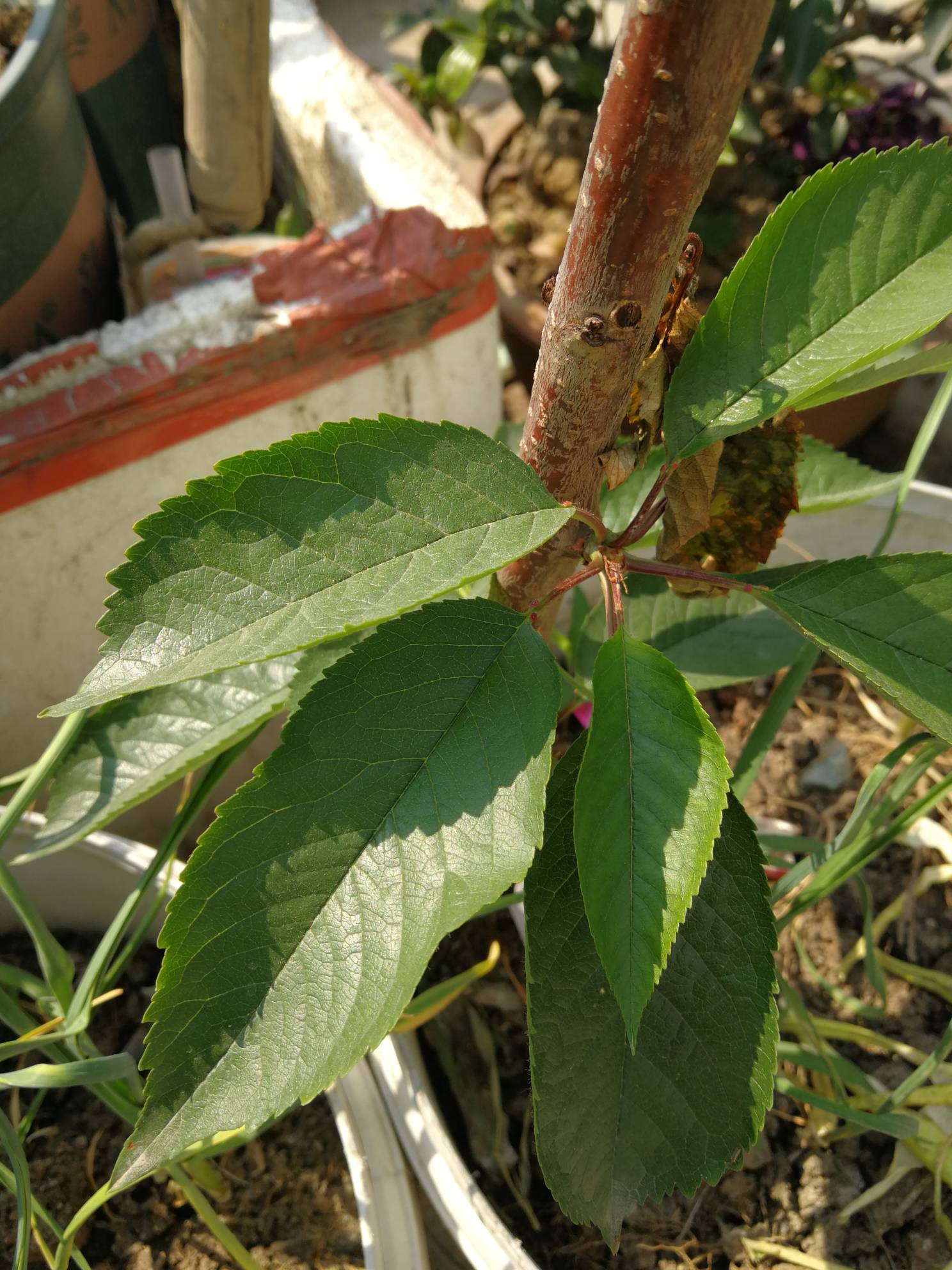 有個櫻桃4個月沒發芽?枝是綠的.