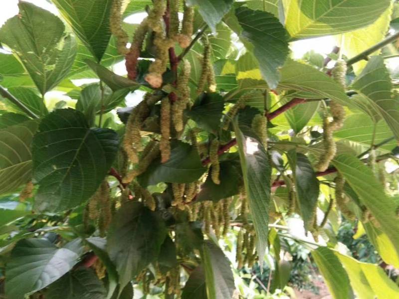 云南野生白长果桑