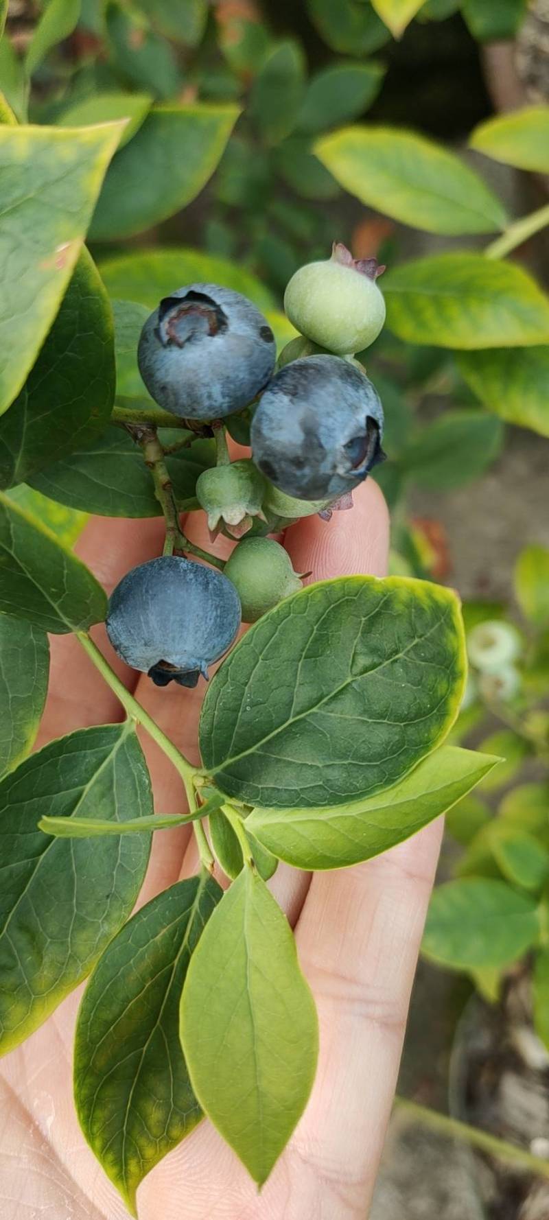 纪念一下我的茶花首果,还没熟透 - 蓝莓论坛 - 水果邦农人之家论坛