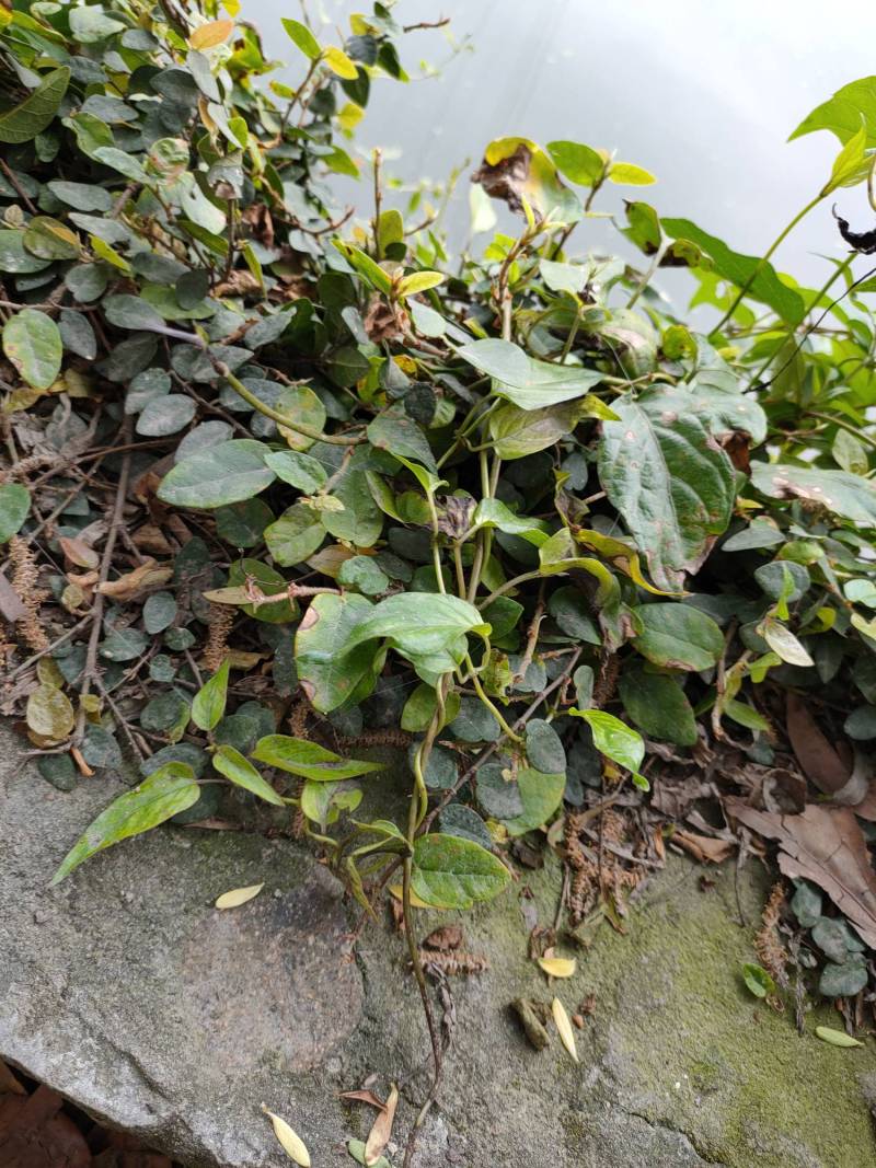 这是薜荔的藤吗?