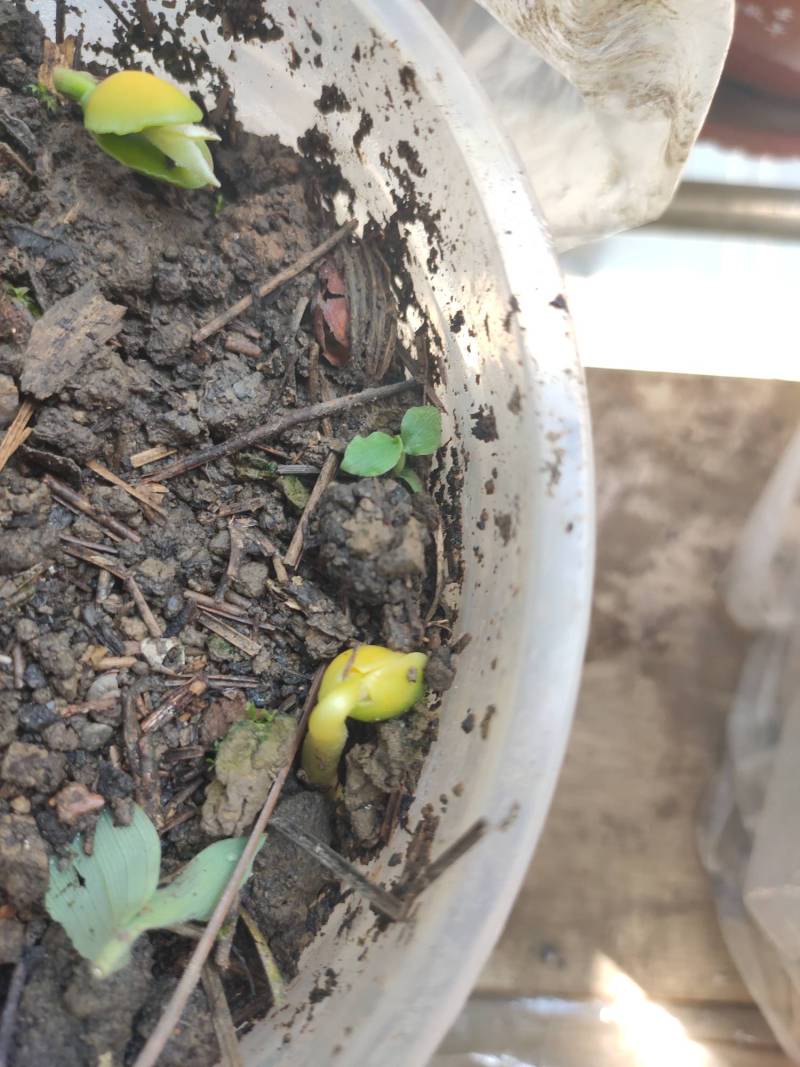 羊奶果发芽