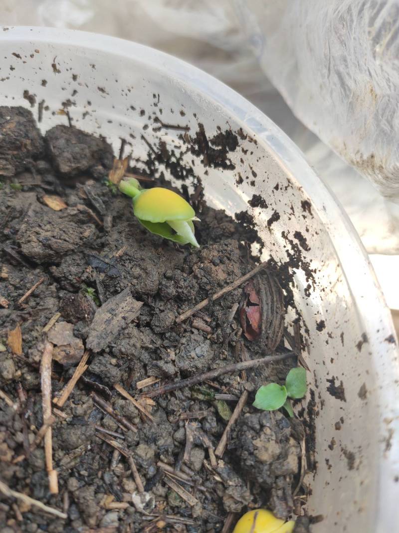 羊奶果发芽