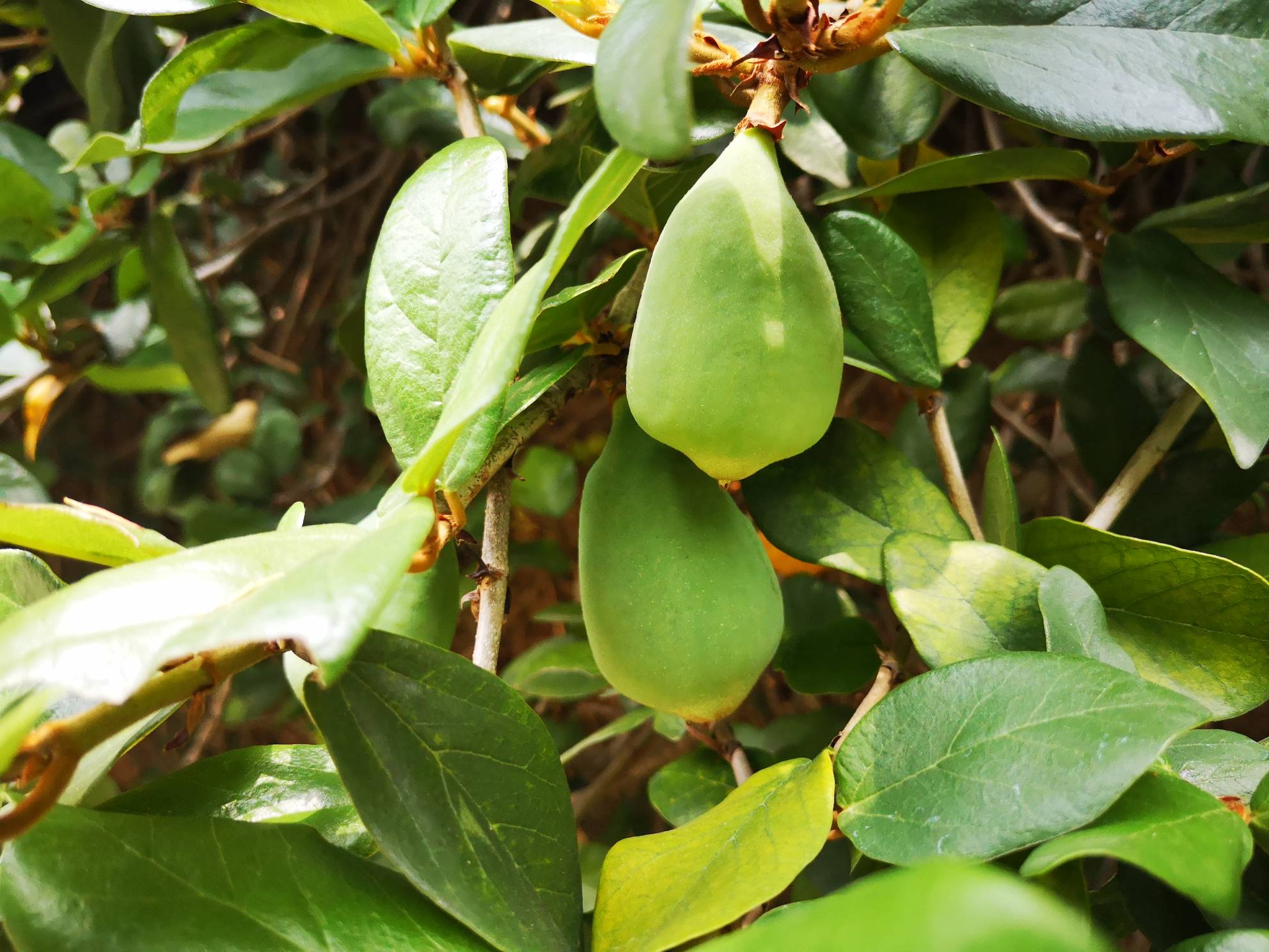 这是薜荔的藤吗?