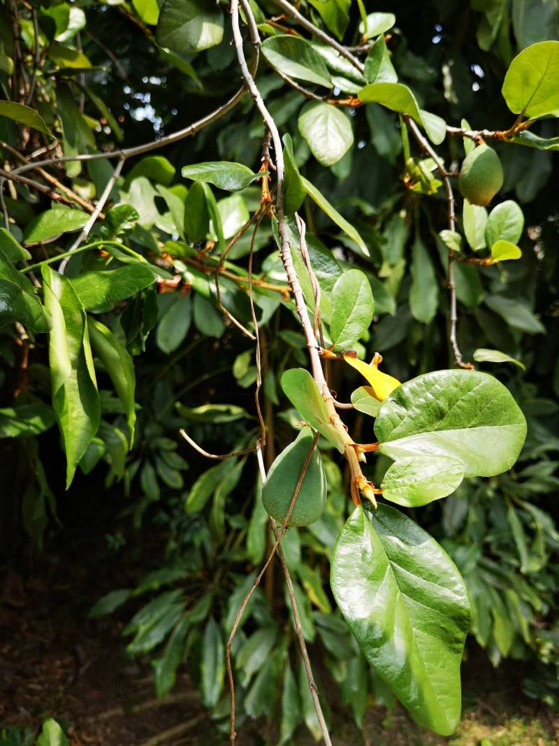 这是薜荔的藤吗?