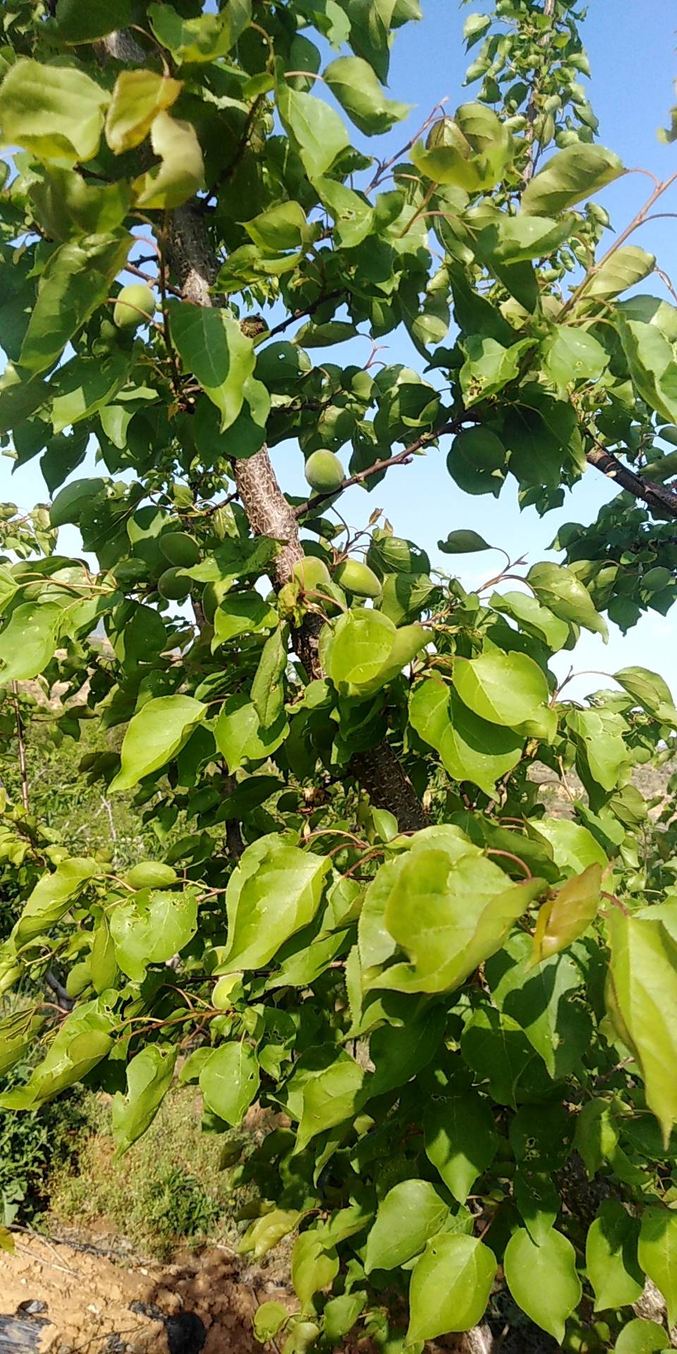 荷兰香蜜杏授粉树图片