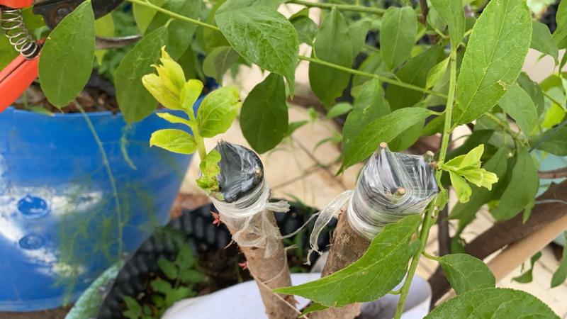 乌饭嫁接蓝莓,出芽长高高