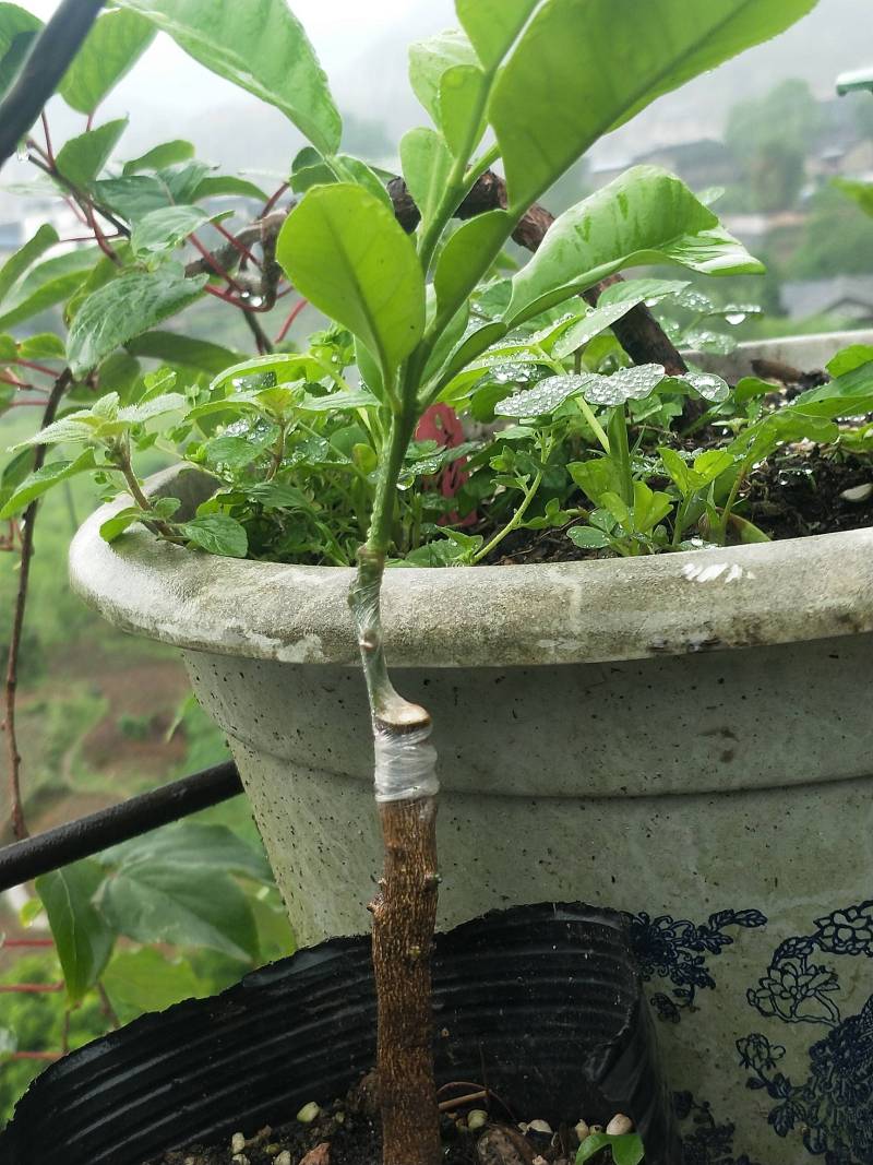 农币兑换泰国红宝石青柚嫁接钵苗