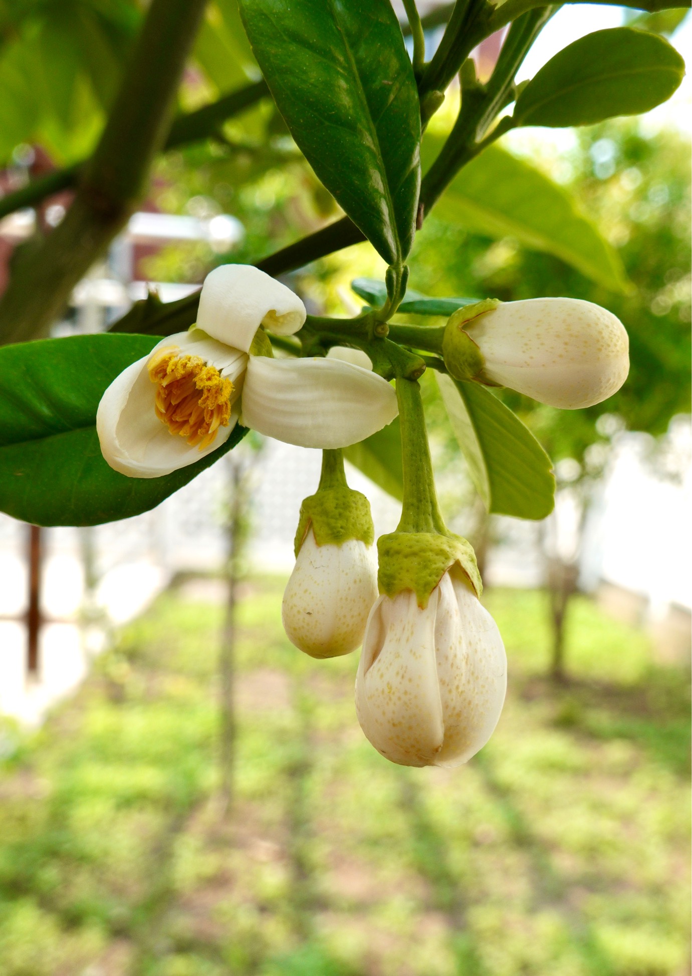 请问柚子叶子上的黄色小斑是啥病?需要用什么药?