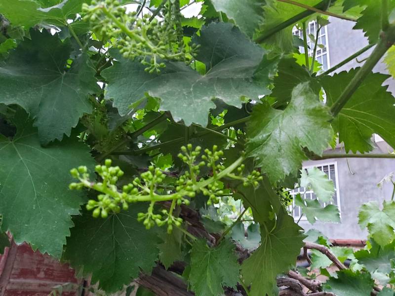 我这葡萄穗是不是拉花过头了